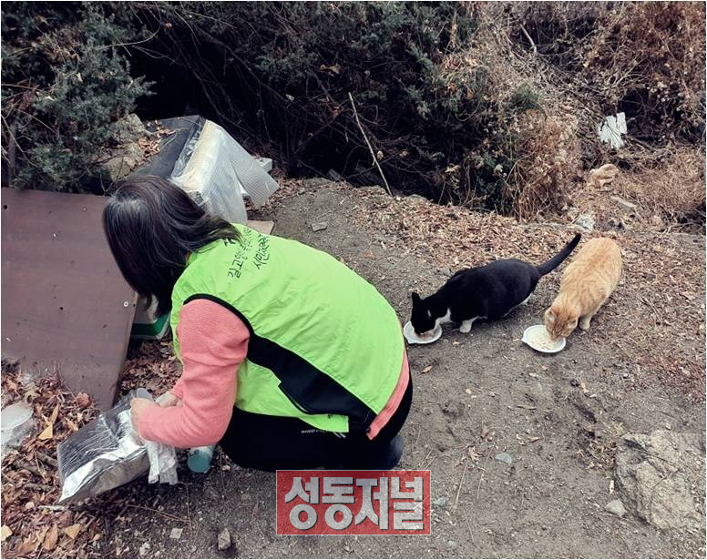 시민자원봉사자의 보살핌 속에 건강한 먹이를 먹는 고양이들
