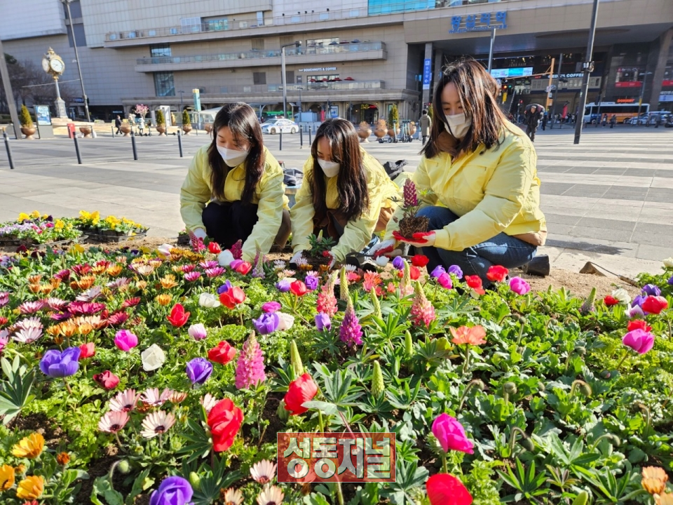 동구가 지난 2일 왕십리광장에 새봄맞이 봄꽃을 식재중인 성동구청 직원들(사진 왼쪽)