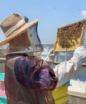 성동구, 도시양봉 임대인 모집... 생산된 꿀 10% ‘임대료’
